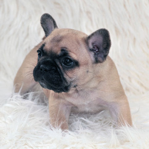 Where can you buy or adopt French bulldog puppies?