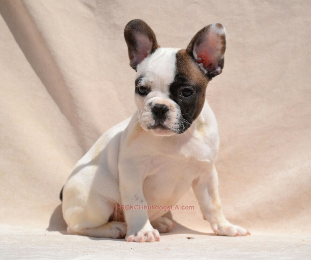 Fawn Pied French Bulldog - French Bulldogs LA