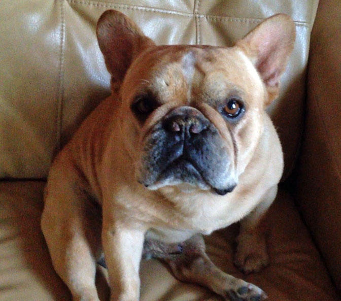 Caring For Your Senior French Bulldog | French Bulldogs in Los Angeles
