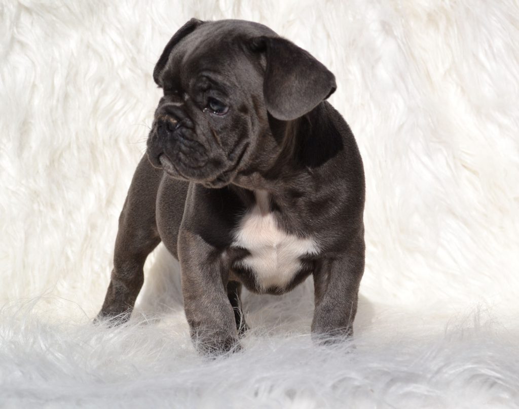 Blue French Bulldog Puppies for Sale - Breeding Blue ...
