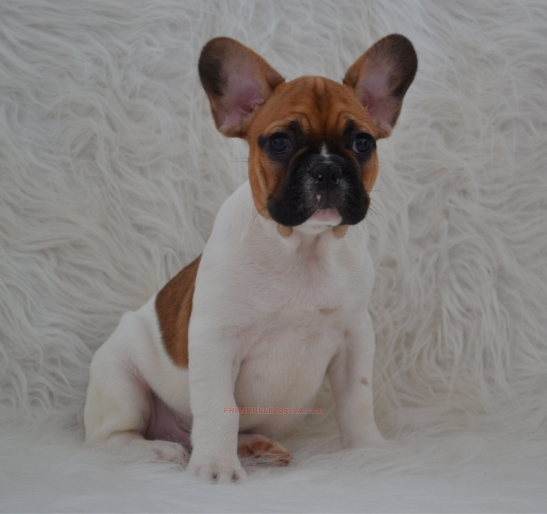 List 92+ Pictures French Bulldog Puppy Red Eyes When Tired Sharp 10/2023